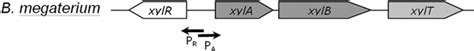 The xylA promoter of Bacillus megaterium mediates constitutive .